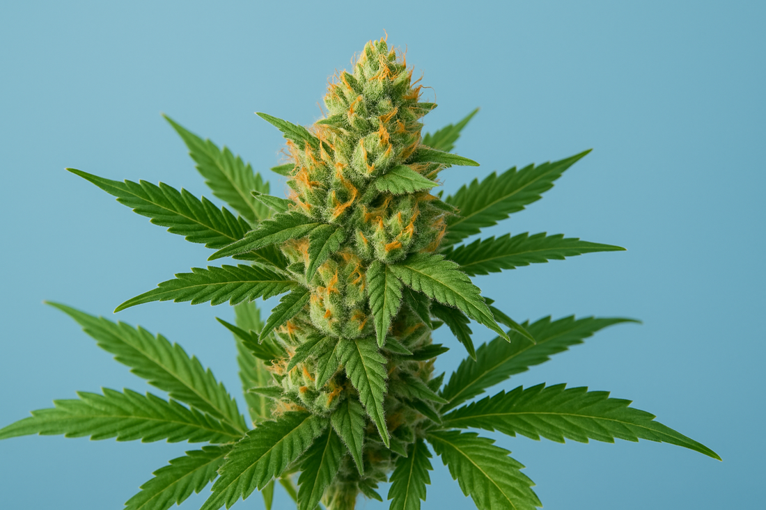 THE LEGALITY OF HEMP PRODUCTS