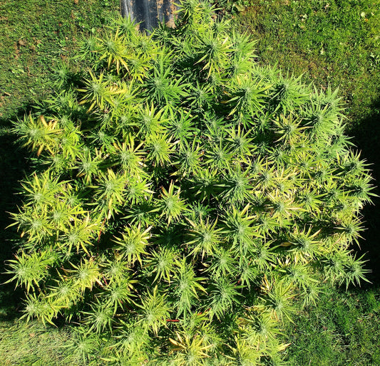 ONE PLANT-ONE SET OF RULES