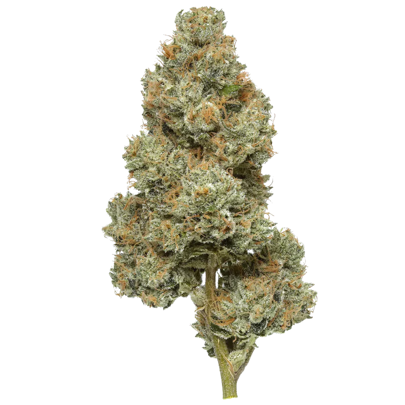 THCA Hemp Flower - PERMANENT MARKER